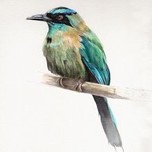 Momot. Projekt z dziedziny Ilustracja naturalist, czna i Malowanie akwarelą użytkownika Antonia Reyes Montealegre - 11.06.2023