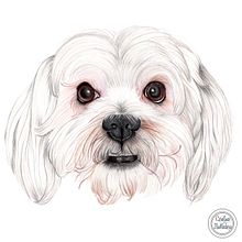 Mi proyecto del curso: Retratos de Mascotas en Lápices de Colores. Projekt z dziedziny Trad, c, jna ilustracja, Ilustracja naturalist i czna użytkownika Carolina Apolaya Csirke - 09.10.2023