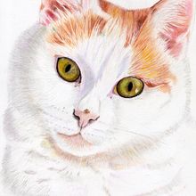 My project for course: Pet Portraits in Colored Pencils. Un progetto di Illustrazione tradizionale e Illustrazione naturalistica di Denise DESENEPART - 10.10.2023