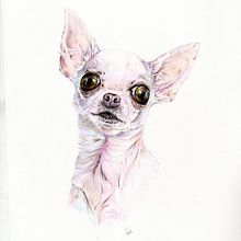 Mi proyecto del curso: Retratos de Mascotas en Lápices de Colores. Projekt z dziedziny Trad, c, jna ilustracja, Ilustracja naturalist i czna użytkownika tln_prats - 10.10.2023