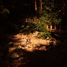My project for course: Modern Photography in Nature - North Vancouver hike. Photograph, Photograph, Post-production, Social Media, Digital Photograph, Outdoor Photograph, and Photographic Composition project by irinasams1 - 10.15.2023