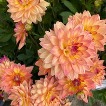 Izzy language. Educação projeto de isabellekoop - 17.10.2023