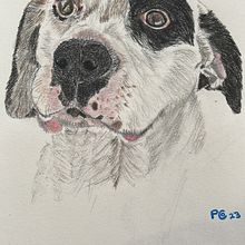 My project for course: Pet Portraits in Colored Pencils. Traditional illustration, and Naturalistic Illustration project by Paulina Contreras - 10.13.2023