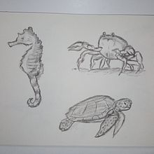 Sealife. Traditional illustration, Drawing, and Sketching project by btrizg - 08.20.2023