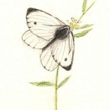 Mariposas y abejas. Traditional illustration, Sketching, Drawing, and Pencil Drawing project by btrizg - 10.17.2023