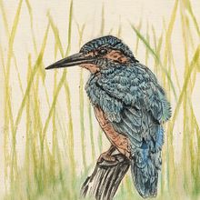 My project for course: Naturalist Illustration with Ballpoint Pen - Common Kingfisher. Een project van Traditionele illustratie,  Tekening, Realistische tekening y Naturalistische illustratie van Richa Kedia - 24.10.2023