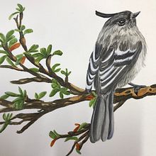 Torito pecho cenizo . Ilustração tradicional projeto de Isabel Quiroga Castro - 26.10.2023