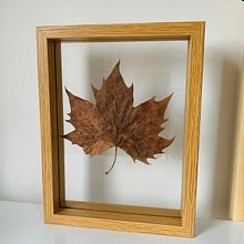 Meu projeto do curso: Técnicas básicas para prensar flores e plantas. Arts, Crafts, Fine Arts, Collage, DIY, Floral, and Plant Design project by Maria Ap. Florêncio da Silva - 10.25.2023