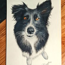 Buntstiftzeichnung Hund Ein Projekt aus dem Bereich Zeichnung und Realistische Zeichnung von Bettina D - 27.10.2023