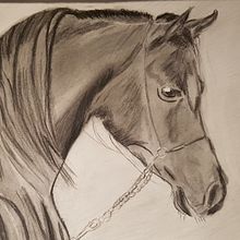 My project for course: Realistic Wildlife Images in Graphite Pencil. Fine Arts, Pencil Drawing, Drawing, Realistic Drawing, and Naturalistic Illustration project by cristoneuk - 10.28.2023