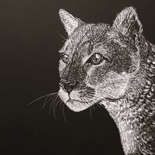 Ilustración naturalista con scratchboard. Un proyecto de Ilustración tradicional, Bellas Artes, Dibujo, Ilustración con tinta, Ilustración naturalista				 y Grabado de Cecilia Astudillo - 27.10.2023