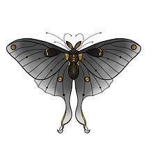 Polilla. Traditional illustration project by psmiguelesteban - 11.02.2023