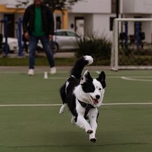 Mi proyecto del curso: Fotografía lifestyle de perros. Photograph, Portrait Photograph, Instagram Photograph, Documentar, Photograph, Lifest, and le Photograph project by Andrea Zermeño - 02.16.2024