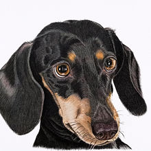 Mi proyecto del curso: Retratos de Mascotas en Lápices de Colores. Un proyecto de Ilustración tradicional e Ilustración naturalista				 de Maryen Torres Tundidor - 30.12.2023