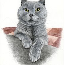 My project for course: Pet Portraits in Colored Pencils. Un projet de Illustration traditionnelle et Illustration naturaliste de Martin Stepka - 06.10.2022