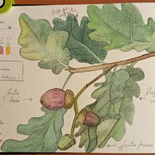Diario botánico Ein Projekt aus dem Bereich Traditionelle Illustration, Aquarellmalerei, Botanische Illustration und Sketchbook von Nancy Luna - 07.11.2023
