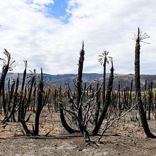 Lo que el Fuego nos dejó: Incendios en San Luis (Argentina) 2023 . Projekt z dziedziny Fotografia, Postprodukcja fotograficzna,  Fotografia plenerowa i Fotografia dokumentalna użytkownika Gustavo Löbbe - 12.09.2023