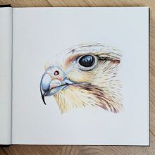 My project for course: Pet Portraits in Colored Pencils. Un proyecto de Ilustración tradicional e Ilustración naturalista				 de Annika - 09.11.2023