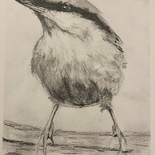 My project for course: Artistic Watercolor Techniques for Illustrating Birds. Projekt z dziedziny Trad, c, jna ilustracja, Malowanie akwarelą, R, sunek realist, czn, Ilustracja naturalist i czna użytkownika Tina Cannon - 12.11.2023