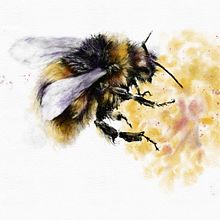My project for course: Illustrating the Natural World with Watercolor and Charcoal. Un progetto di Illustrazione naturalistica e Illustrazione digitale di vjensen.jaa - 12.11.2023