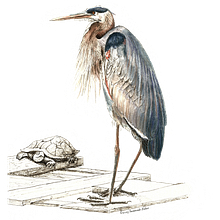 Great Blue Heron Illustration. Un progetto di Illustrazione tradizionale, Disegno realistico e Illustrazione naturalistica di Susannah Fisher - 06.11.2023