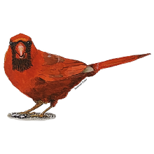My Backyard Northern Cardinals. Un progetto di Illustrazione tradizionale, Disegno realistico e Illustrazione naturalistica di Susannah Fisher - 12.11.2023