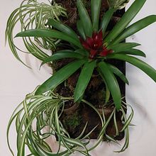 Indoor Plantscapes. Design project by Jolene Bosworth - 11.14.2023