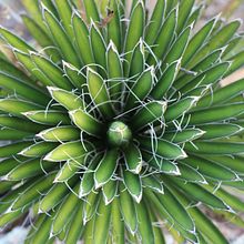 Jardín Botánico. Photograph project by Alejandro Espinoza - 11.11.2023