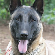 mi perro TAO y otros perritos. Projekt z dziedziny Tradycyjna ilustracja i Ilustracja naturalistyczna użytkownika emiliocastello - 15.11.2023