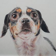 Portret van een hond . Desen în creion de fiederelsbeth - 11.15.2023