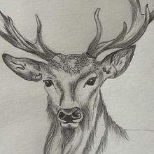 My project for course: Naturalistic Animal Drawing with Graphite Pencil. Traditional illustration, Pencil Drawing, Drawing, and Naturalistic Illustration project by igfaria - 11.15.2023