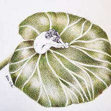 Minúscula. Traditional illustration, Character Design, Arts, Crafts, Editorial Design, Fine Arts, Comic, Sketching, Creativit, Drawing, Pencil Drawing, Digital Illustration, Concept Art, Realistic Drawing, Artistic Drawing, Bookbinding, Children's Illustration, Botanical Illustration, Sketchbook, Figure Drawing, Editorial Illustration, Floral, Plant Design, Picturebook, Colored Pencil Drawing, and Game Design project by Alba Dcr - 03.04.2020