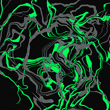 Freehand Liquify. Projekt z dziedziny Projektowanie c i frowe użytkownika Daniel Gil - 16.11.2023