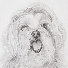 Perla | Retrato mascotas. Desenho a lápis, Desenho realista, e Desenho projeto de David Miguélez López - 16.11.2023