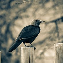 Diseño de camisetas tipográficas. Un proyecto de Tipografía y Diseño tipográfico de Miguel Hernández Ramírez - 18.10.2023