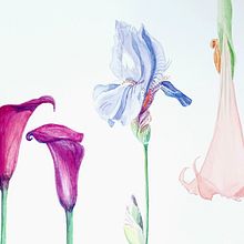 My project for course: Naturalist Journaling with Watercolor. Traditional illustration, Watercolor Painting, Botanical Illustration, Sketchbook, and Naturalistic Illustration project by Anna Lau - 11.27.2023