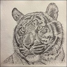 My project for course: Naturalistic Animal Drawing with Graphite Pencil. Traditional illustration, Pencil Drawing, Drawing, and Naturalistic Illustration project by Alan Gould - 11.21.2023