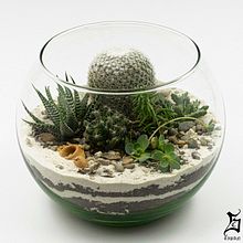 Mi proyecto del curso: Arte vegetal: crea tu propio terrario abierto. Projekt z dziedziny Projektowanie wnętrz, Architektura krajobrazu,  Dekoracja wnętrz, DIY, Kompoz i cje kwiatowe i botaniczne użytkownika Santiago Tipán Conde - 23.11.2023