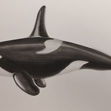 Mi proyecto del curso: Técnicas de ilustración naturalista: ballenas en acuarela. Un proyecto de Bellas Artes, Pintura, Pintura a la acuarela e Ilustración naturalista				 de carlos_secchiaro - 23.11.2023