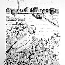 Mon projet du cours : Illustration à l'encre et à la plume : représentez le monde naturel. Un projet de Esquisse , Dessin, Dessin artistique, Carnet de croquis, Illustration à l'encre et Illustration naturaliste de Bruno Parmentier - 28.11.2023
