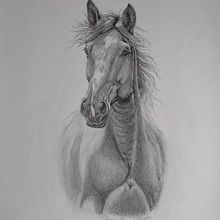 Il mio progetto del corso: Immagini realistiche della fauna in matita grafite. Fine Arts, Pencil Drawing, Drawing, Realistic Drawing, and Naturalistic Illustration project by Claudia Foroni - 11.27.2023