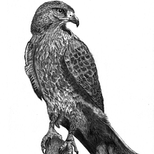 The Hawk. Pencil Drawing project by Greg Benson-Shettle - 04.20.2023