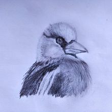 BIRDS. Un proyecto de Ilustración tradicional de Antonio Balzarini - 28.11.2023