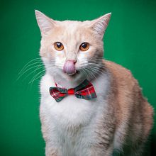 Mi proyecto del curso: Introducción a la fotografía de perros. Un projet de Photographie, Photographie de portrait, Photographie de studio, Photographie documentaire, Photographie lifest, le , et Photographie intérieure de Marco Antonio González Mendoza - 29.11.2023