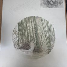 sharp tailed Sandpiper wetlands. Un progetto di Illustrazione tradizionale di Jo - 26.11.2023