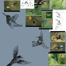 My project for course: Naturalist Animal Illustration with Procreate: Trochilidae. Traditional illustration, Digital Illustration, Realistic Drawing, and Naturalistic Illustration project by Cher Cowan - 12.04.2023