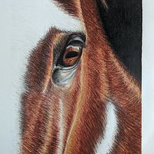 Horse pencil drawing. Un projet de Illustration traditionnelle, Dessin au cra, on, Dessin, Dessin réaliste, Dessin aux cra , et ons de couleur de Cristina Pelayo Álvarez - 02.10.2023