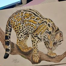 Meu projeto do curso: Ilustração científica de animais em aquarela. Un progetto di Illustrazione tradizionale, Pittura ad acquerello, Disegno realistico e Illustrazione naturalistica di Thayane Patusco - 05.12.2023