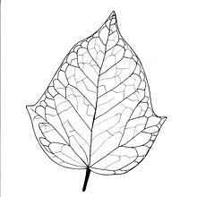 Variaciones de Hoja. Design project by pauhaus - 12.06.2023