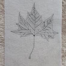 Dibujo y análisis: Variaciones de hoja (20 variaciones + dibujo de hoja).. Un projet de Dessin artistique de Andy Sanchez - 09.12.2023